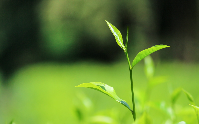freshness, green, environment, vulnerability, grass, daydreaming, beginnings, field, 55-250, nature, 4K, growth, day, wild, green color, focus on foreground