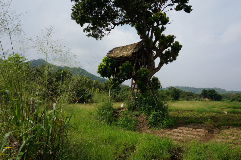 lanka, sri, rural Scene, tranquil scene, Sri Lanka, green Color, ceylon, day, sky, lake, asia, Tour, agriculture, growth, landmark, non-urban scene, banita tour