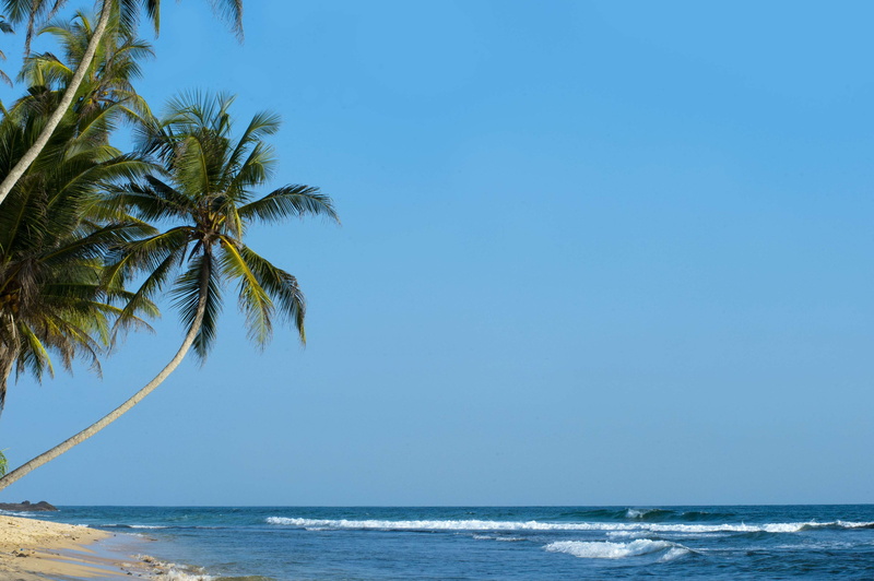 palm tree, beach, vacation, palms, horizon, outdoors, island, sri lanka, land, tropical climate, srilanka, clear sky, trees, plant, palm trees, seascape