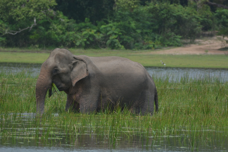 grass, outdoors, one animal, srilanka, lake, waterfront, wildlife, mammal, drinking, animal wildlife, day, nature, no people, vertebrate, water, tree, plant