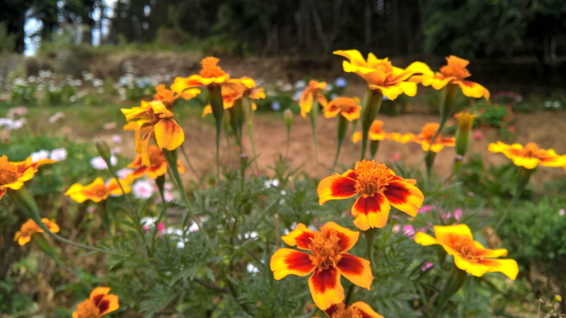 vulnerability, nature, close-up, uva, day, marigold, flower, flower head, refocus, windows, beauty in nature, growth, bungalows, petal, plant, inflorescence