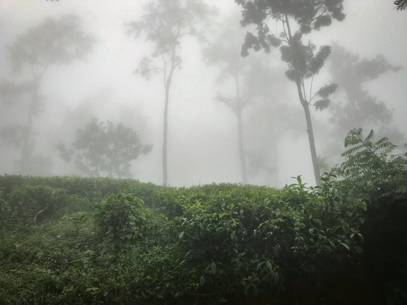tranquility, beauty in nature, landscape, forest, mystery, nature, woods, green color, growth, day, sky, outdoors, land, srilanka, hazy, sri lanka, peak