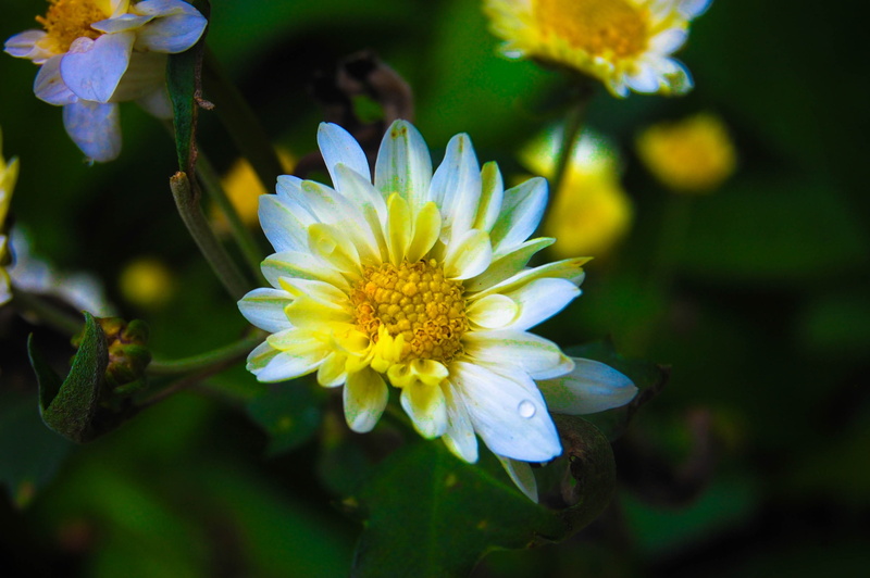 petal, close-up, flower head, freshness, no people, nature, outdoors, flowering plant, day, plant, growth, pollen, vulnerability, yellow, 2K, white color