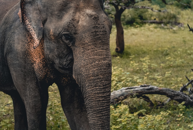 one animal, bird, tusk, outdoors, sri lanka, tree, yala international park, trunk, animal themes, animals in the wild, mammal, heron, animal trunk, nature