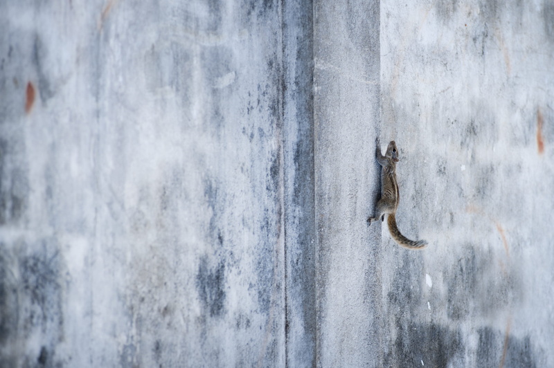 srilanka, lankian, textured, mammal, full frame, nature, wood - material, frame, wall - building feature, wild, day, animal themes, outdoors, no people
