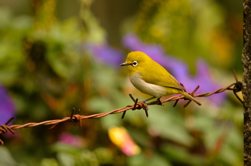 uva, feather, yellow, wildlife, photo, photography, nature, srilanka, perched, yellow bird, animal, bird, outdoors, branch, barbwire, image, tree, badulla