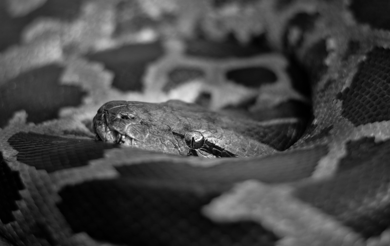 outdoors, close-up, 5K, animal, vertebrate, anaconda, dangerous, leaf, animals, bnwphotography, no people, animal body part, one animal, animal head, reptile