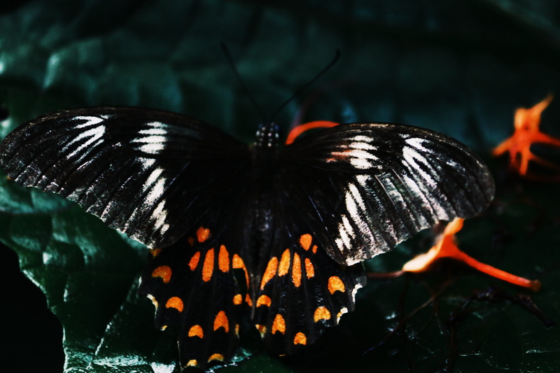 focus on foreground, fire - natural phenomenon, butterfly - insect, wings, animal wildlife, 5K, animal themes, outdoors, animal, animal wing, dark, black color