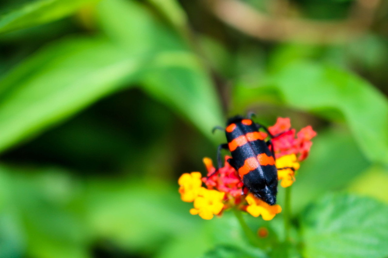 animal wing, pollination, fragility, animal, selective focus, beauty in nature, day, vulnerability, nature, insect, animal wildlife, animals in the wild