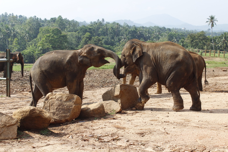 aggression, lanka, land, 2K, animal, herbivorous, animal family, elephant, safari, wildlife, outdoor, plant, day, zoo, srilanka, travel, animal wildlife
