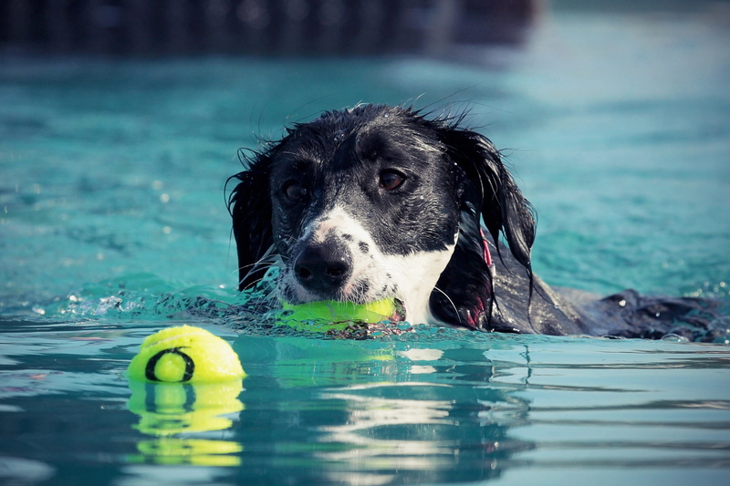 swimming, 4K, ball, border collie, spaniel, portrait, training, swimming pool, domestic animals, animal, pets, animal head, tennis ball, outdoors, water