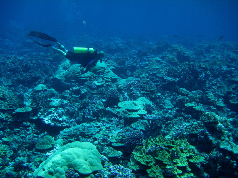 reef, deep, diving equipment, coral, water, underwater Diving, marine, exploring, blue, animal, nature, sea-life, scuba Diving, animals in the wild, swimming