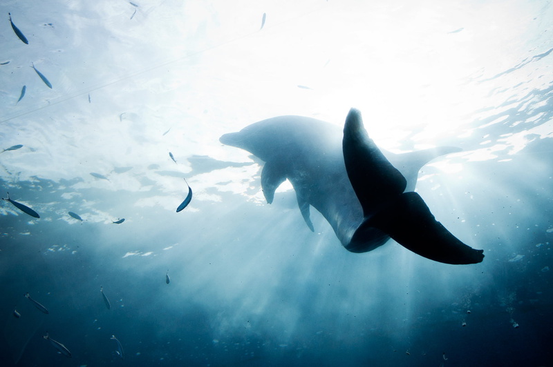 aquarium, 1080P, ocean  sea, water, dolphin, NEX-6, turn, animal, under the water, wildlife, mammal, fishes, sea, nature, dolphins, blue, underwater