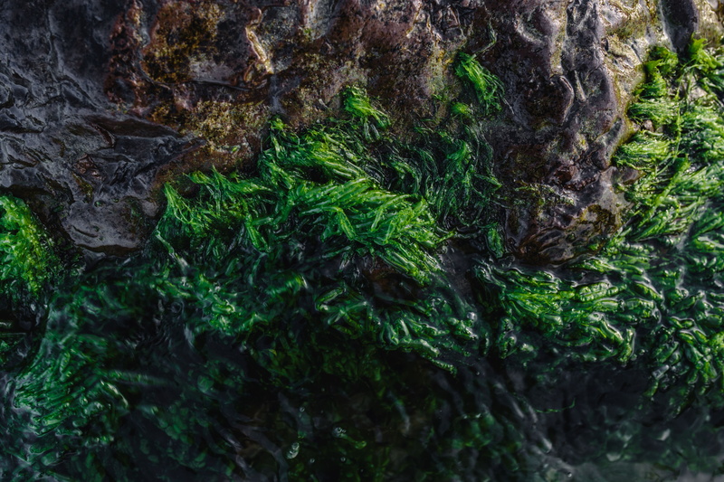 material, land, beauty in nature, shore, root, textured, plant part, outdoors, rocky, tranquility, trunk, green Color, Seaweed, 5K, macro, growth, pattern