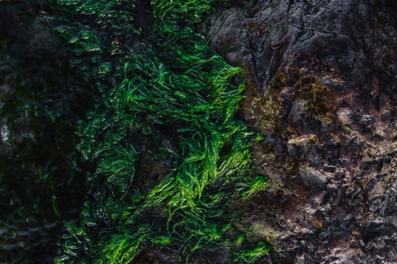 nature, Seaweed, green color, textured, day, tree trunk, 5K, rockweed, backgrounds, forest, outdoors, sea, rocky, full frame, rock, green, beauty in nature