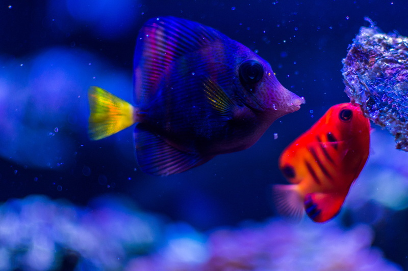 profile view, sea life, water, transparent, glass - material, sea, saltwater, vertebrate, animal wildlife, animals in the wild, flame angel, marine, tank