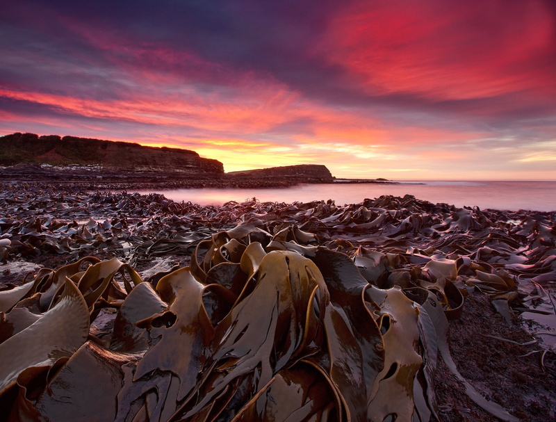 morning, seaweed, beach, 1080P