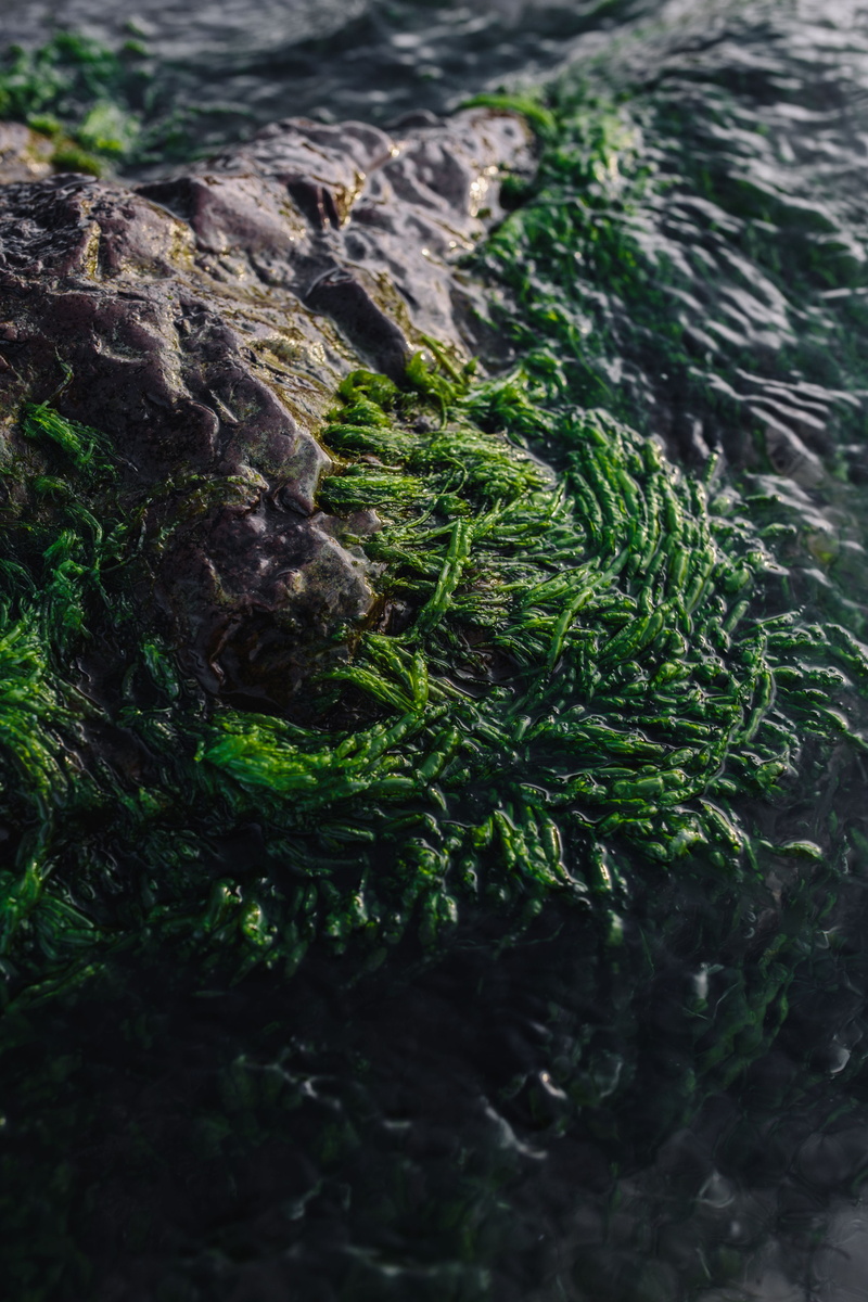 moss, shore, fir tree, covering, ocean, rockweed, rock, growth, beauty in nature, green, plant, tree, coniferous tree, day, outdoors, full frame, Seaweed