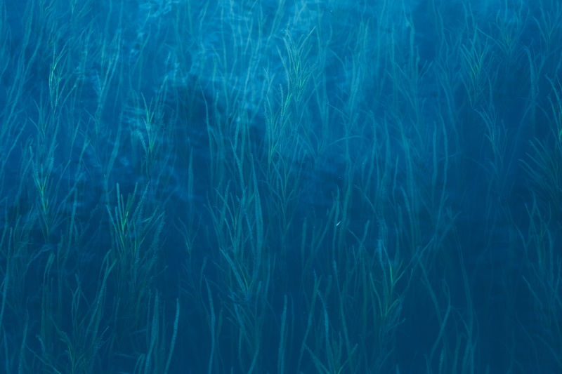nature, backgrounds, underwater, tranquil scene, abstract, clean, grass, full frame, japan, growth, 5K, motion, lake, outdoors, day, tranquility, setouchi