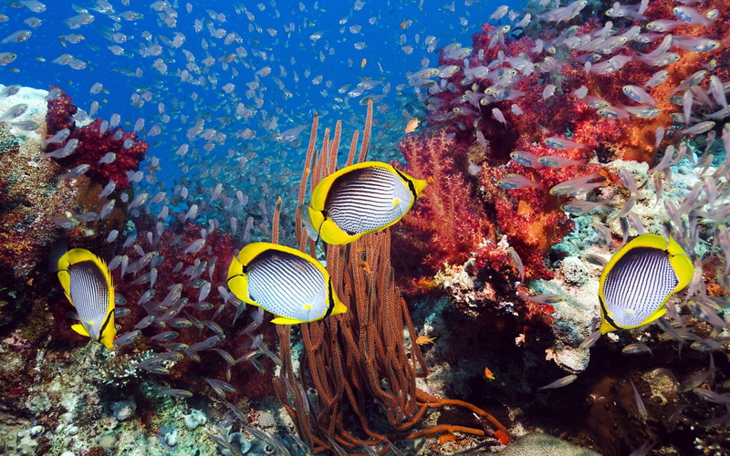 sea Life, reef, animal, swimming, no people, black, multi Colored, wildlife, 1080P, scuba Diving, tropical Fish, animal themes, seaweed, water, animals in the wild