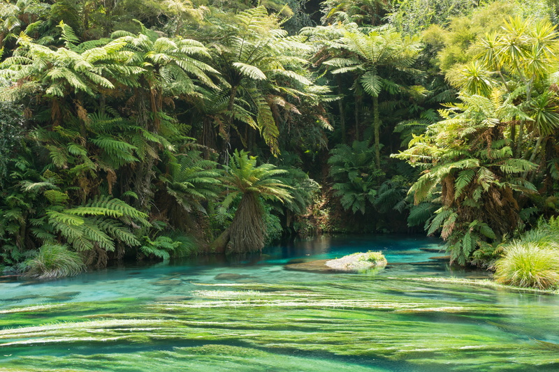 outdoors, coconut palm tree, plants, new zealand, rotorua, tranquil scene, ferns, rainforest, growth, plant, blue, green, seaweed, water, blue lake - (tikitapu)