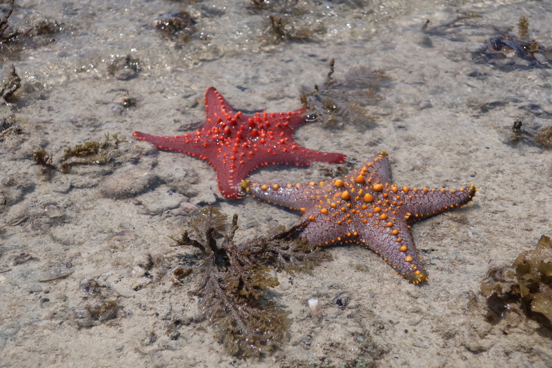 animal wildlife, beach, land, seastars, animal themes, marine, sand, outdoors, sea, no people, unguja, one animal, high angle view, zanzibar, animals in the wild