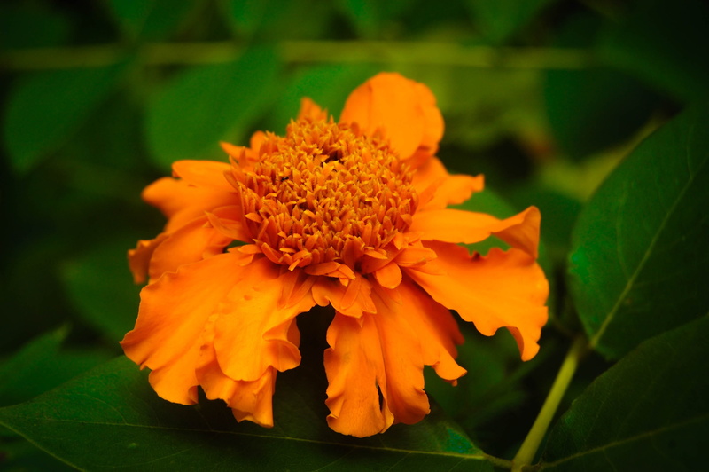 fragility, flower head, 2K, focus on foreground, flower, petal, flowering plant, leaf, nature, growth, marigold, beauty in nature, close-up, freshness