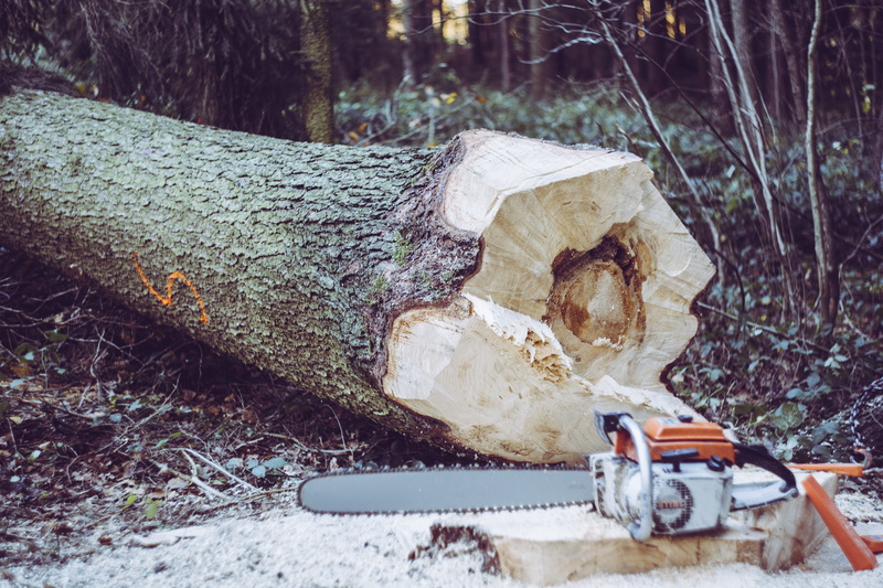 lumber industry, land, white, trunk, forest, stihl, firewood, near, tree, hand saw, gas, chain saw, orange, plant, timber, bark, log, tree trunk, chainsaw