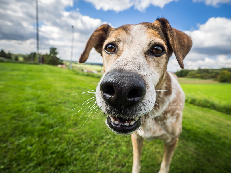 dog, looking, cute, outdoors, field, photo, Come closer, pets, mammal, WW, closeup, daytime, hund, animal, dog days, grass, 1080P, standing, pet  animal