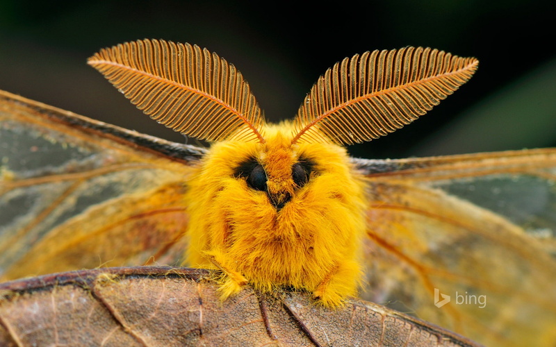 wildlife, animals, nature, moths, 1080P