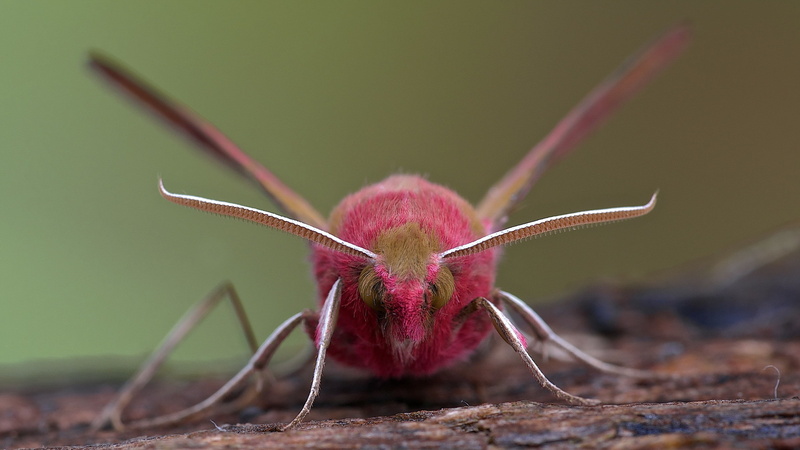 macro, animals, moth, 2K, insect, lepidoptera
