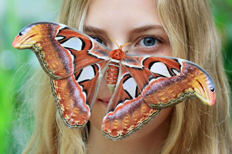 moth, adult, young women, focus on foreground, moths, looking at camera, one person, portrait, 720P, child, teenager, females, hair, human face, one animal