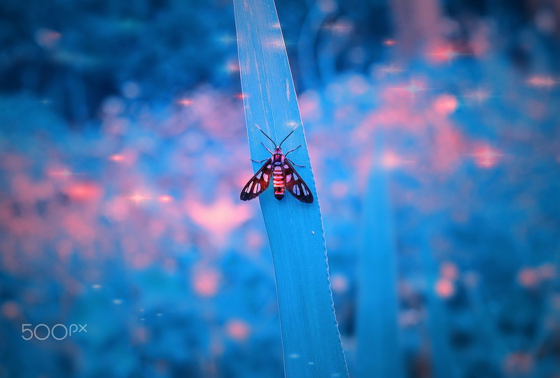 day, animals in the wild, leaves, dragonfly, insect, plant, outdoors, animal wildlife, focus on foreground, invertebrate, moth, no people, one animal, transparent