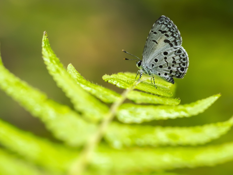 invertebrate, growth, butterfly, 4K, selective focus, animals in the wild, leaf, close-up, animal, green color, butterfly - insect, beauty in nature, moth