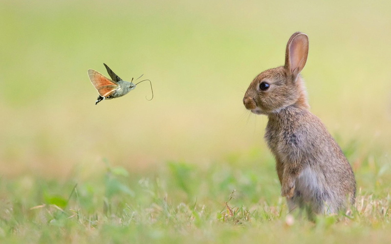 two animals, rabbit - animal, animal, insect, animals in the wild, animals, beauty in nature, no people, vertebrate, grass, day, nature, close-up, land