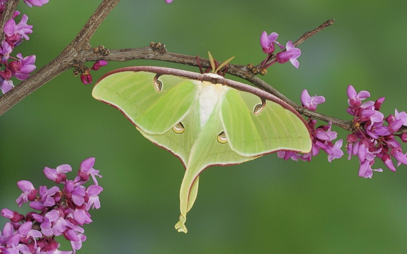 Luna Moth, Animal, 1080P