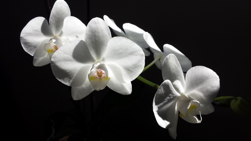 white flower, studio shot, vulnerability, black background, no people, orchid, flowering plant, background, petal, pollen, freshness, flower, blossom, orchids