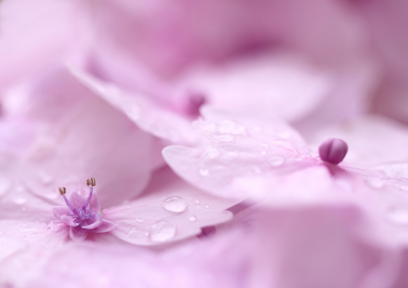 hortensias, hortensia, moth, fleurs, flower, plant, macro, hydrangea, pink, beauty In Nature, petal, rose  pink, nature, flower Head, orchid, blossom, freshness
