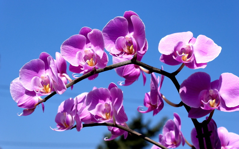 summer, backgrounds, beauty In Nature, color Image, flower Head, low angle view, close-up, springtime, season, freshness, fragility, vulnerability, pink Color