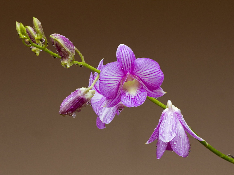 orchid, drops, white, bud, outdoors, summer, single Flower, focus on foreground, beauty In Nature, petals, branch, pink Color, vulnerability, macro, softness