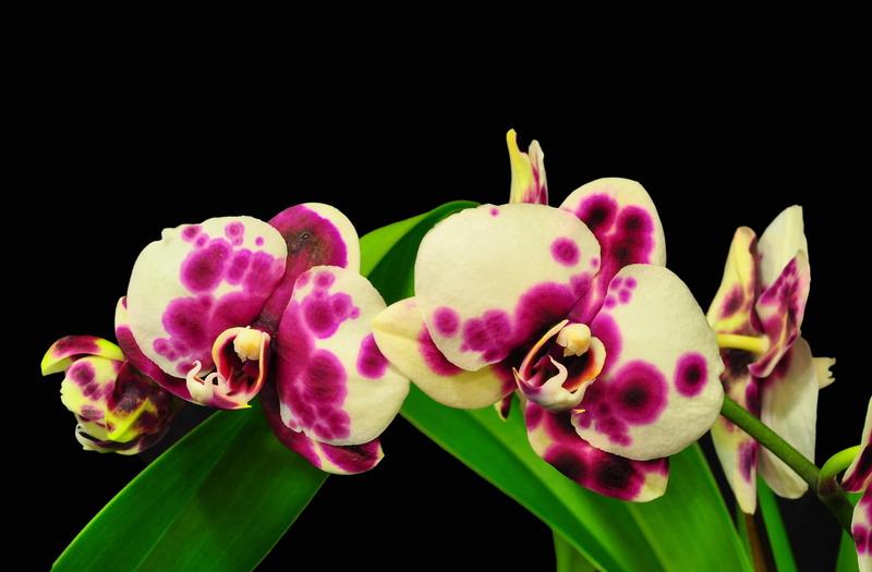 flower arrangement, color Image, plant, pink Color, moth Orchid, white, blossom, leaf, single Flower, stem, macro, black Color, backgrounds, beauty In Nature