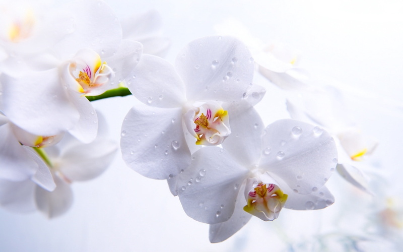 season, moth Orchid, petal, white color, bunch of flowers, freshness, softness, single Flower, botany, no People, flower Head, nature, fragility, pollen