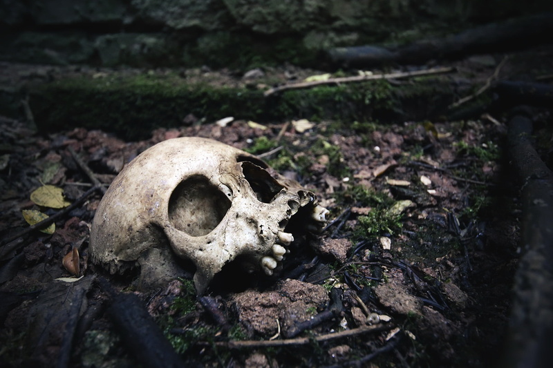 dark, abandoned, skull, animal bone, day, animal skeleton, close-up, selective focus, dirt, 1080P, body part, bones, human skeleton, bone, nature, animal skull