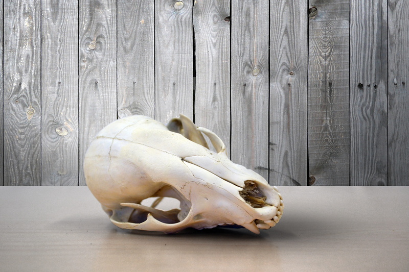 celebration, aged, mammal, cranium, decoration, gray, representation, sacrifice, history, photo, animal body part, nose, dry, skull, no people, culture