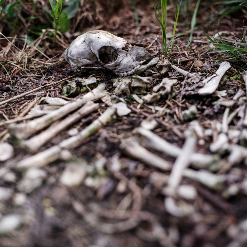 animal body part, plant, horror, skull, halloween, dirt, dead, no people, fear, spooky, dark, animal, close-up, death, high angle view, animal themes, land
