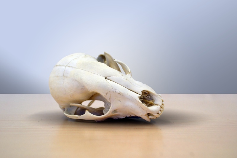 white, bone, table, 4K, cranium, decoration, no people, dark, mouth, still life, healthcare and medicine, death, indoors, skull, raccoon, dry, close-up