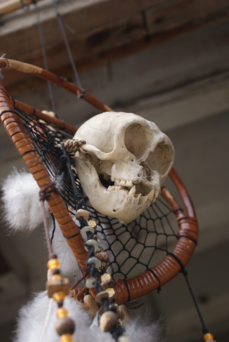 halloween, religion, halloween icons, spooky, animal wildlife, black, spooky background, scary, animal, gothic, grunge, close-up, human skull isolated