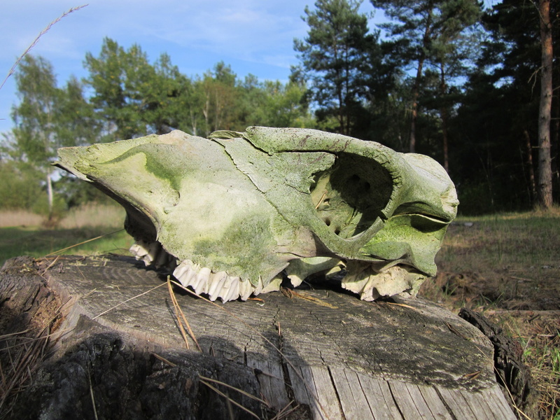 field, wood - material, tree, land, death, animal skull, symbol, 2K, skull, horror, outdoors, weathered, animal bone, nature, day, animal body part, bone