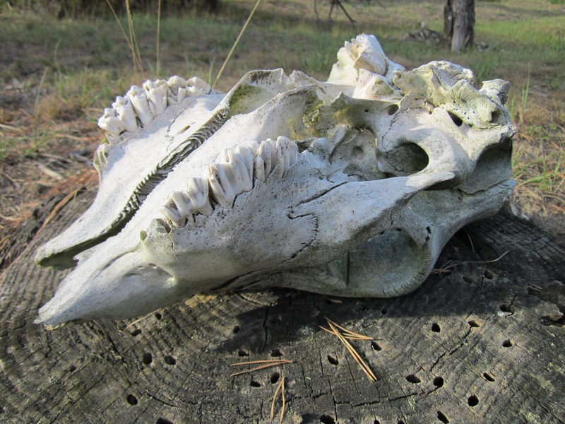 close-up, scary, skull, art and craft, crocodile, archaeology, day, vertebrate, nature, animal themes, horror, teeth, bone, weathered, death, high angle view
