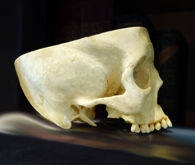 animal, cranium, bone, black background, close-up, table, animal body part, single object, no people, studio shot, focus on foreground, food, history, animal skull
